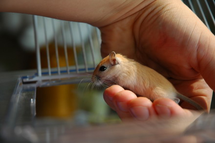 Dáva do klietočky.JPG