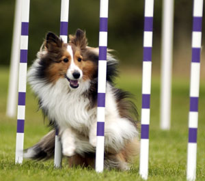 Dog_Agility.jpg