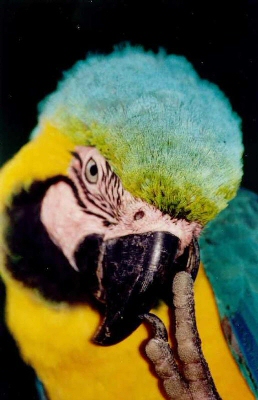 macaw-pec009.jpg