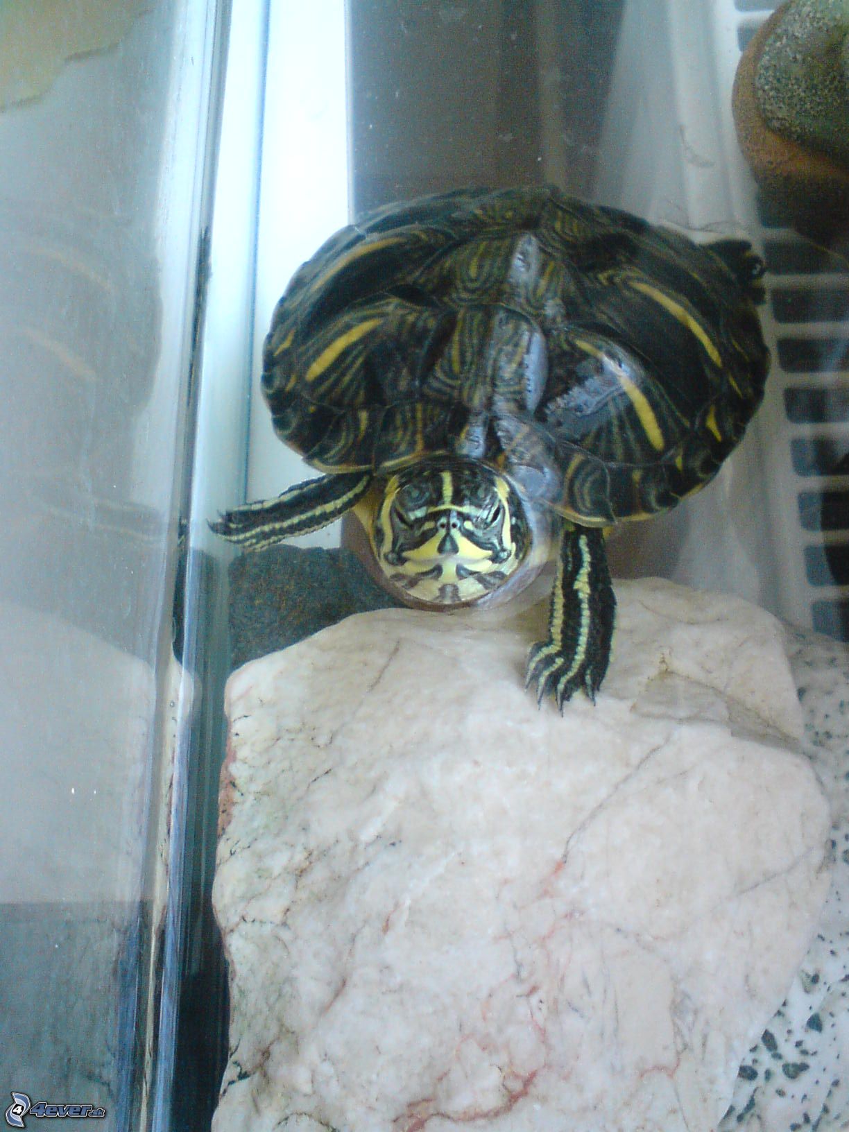 [obrazky.4ever.sk] korytnacka 9516368.jpg