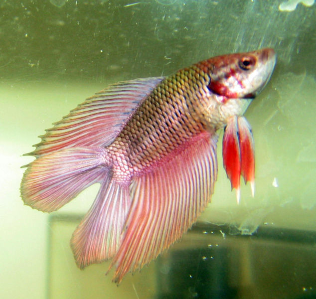 634px-Double_tail_betta.jpg