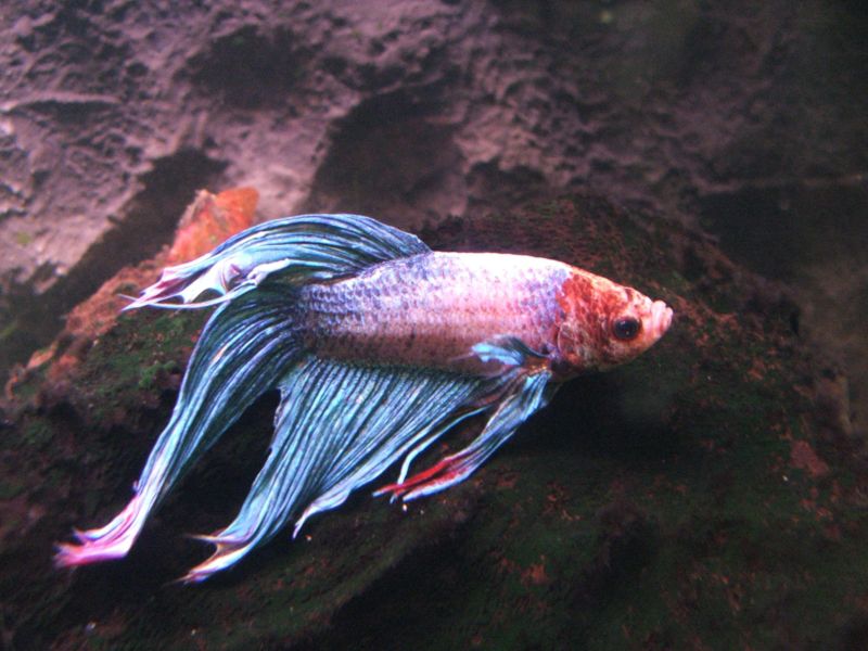 800px-Betta_splendens_1_(Piotr_Kuczynski).jpg