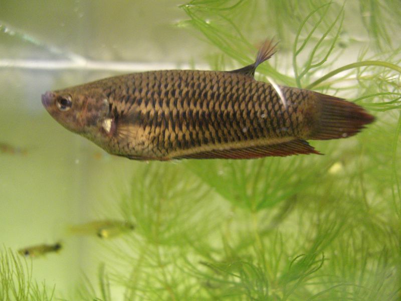 800px-Betta_splendens_female.jpg