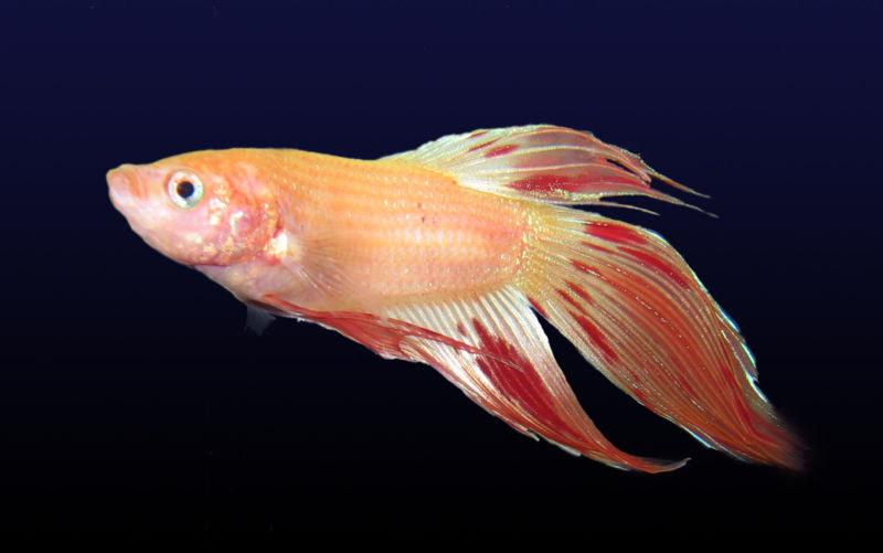 800px-Betta_splendens_pale.jpg