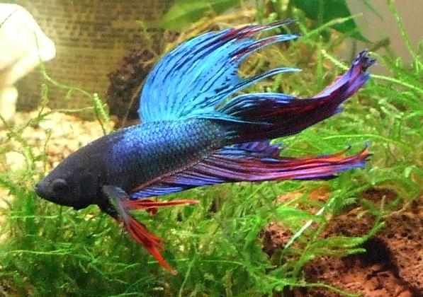 Betta_splendens_colore.JPG
