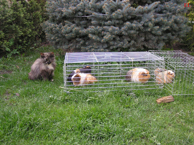 scherrynka a morcata.jpg