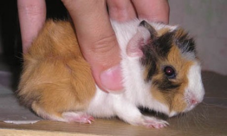 mladucky a zdravucky.jpg