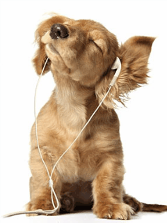 musicaldog_i85951a1.gif