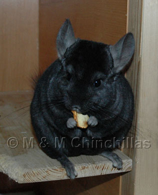 chinchilla_ebony.jpg